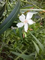 Oleander.webp