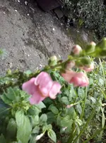 Löwenmäulchen.webp