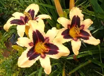 209f16.webp