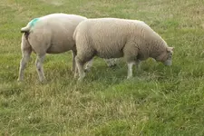 DSCF7456.webp