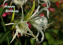Nerine_Wassertropfen_Blüte_weiss_2 of a kind_2_800.webp