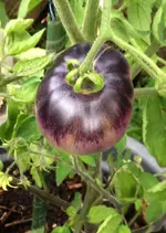 Tomate Indigo Apple.webp