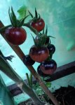 Tomate Indigo Blue Berry.jpg