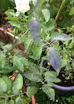Tomate Indigo Ruby Blätter.webp