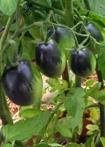 Tomate Indigo Ruby.webp