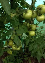 Tomate Money Maker.webp