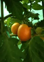 Tomate Zlatava.webp