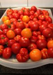Tomaten Ernte.jpg