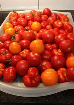 Tomaten Ernte.webp