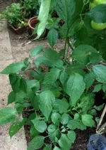 Rocoto.webp