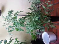 1438164755495216594118.webp