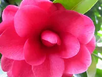 IMG_2128v.webp