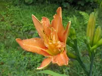 kwanzo_1067x800.JPG