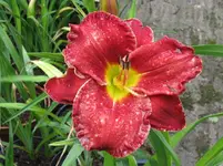 red grace2_1067x800.webp