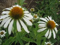 011.webp