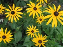012.webp