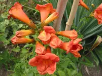 003.webp