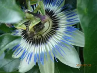 P7290936.webp