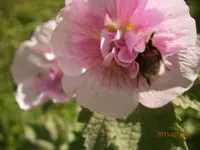 P7290937.webp