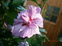 P7290944.webp