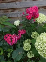 P1480103.webp