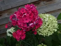 P1480104.webp