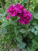 P1480125.webp