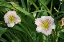 Baby Blues (1).webp