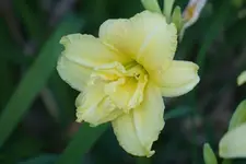 Double Gardenia.JPG