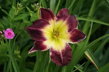 Laura Harwood.webp