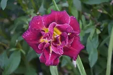 Lizas Cabaret.webp