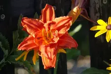 Sachsen Red Double.JPG