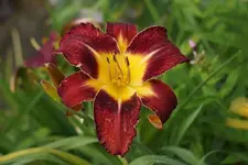 Smlg Heart.webp