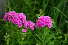 DSC03597.webp