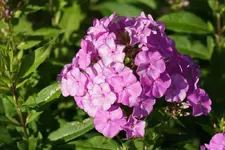 Phlox Ostinato.webp