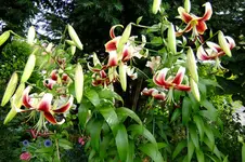 DSCF3081.webp