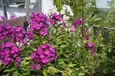 _DSC8893.webp