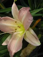 flocke2_600x800.webp