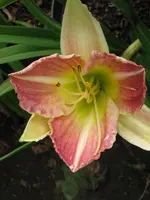 pointer poet1_600x800.webp