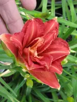 sachsen red double_600x800.JPG