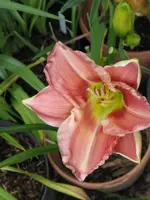 005_600x800.webp