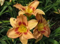 all fired up7_1067x800.webp