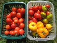 Tomatenernte.webp