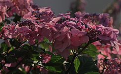 Endless Summer_pink_mauve2_30072015_1000.webp