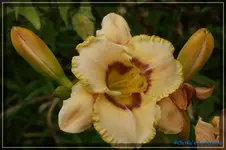 Albert 254.webp
