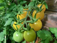 CIMG1223.webp