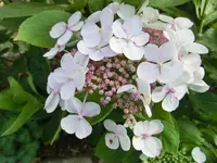 CIMG1222.webp