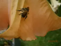 P7300945.webp