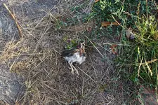 Vogeljunges.webp
