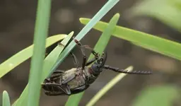 Käfer 4 von unten.webp